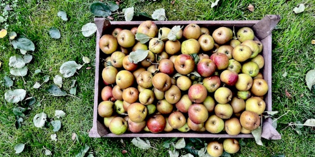 Apfel alte Sorten